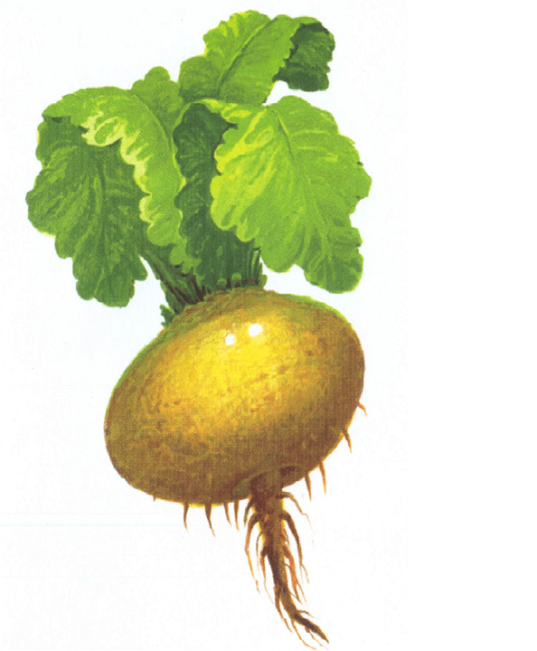 ক্ষমতা বাড়াতে শালগম