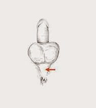 শক্তি পেশী এবং তাদের টান শক্তি বৃদ্ধি